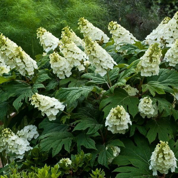 Alice Oakleaf Hydrangea image