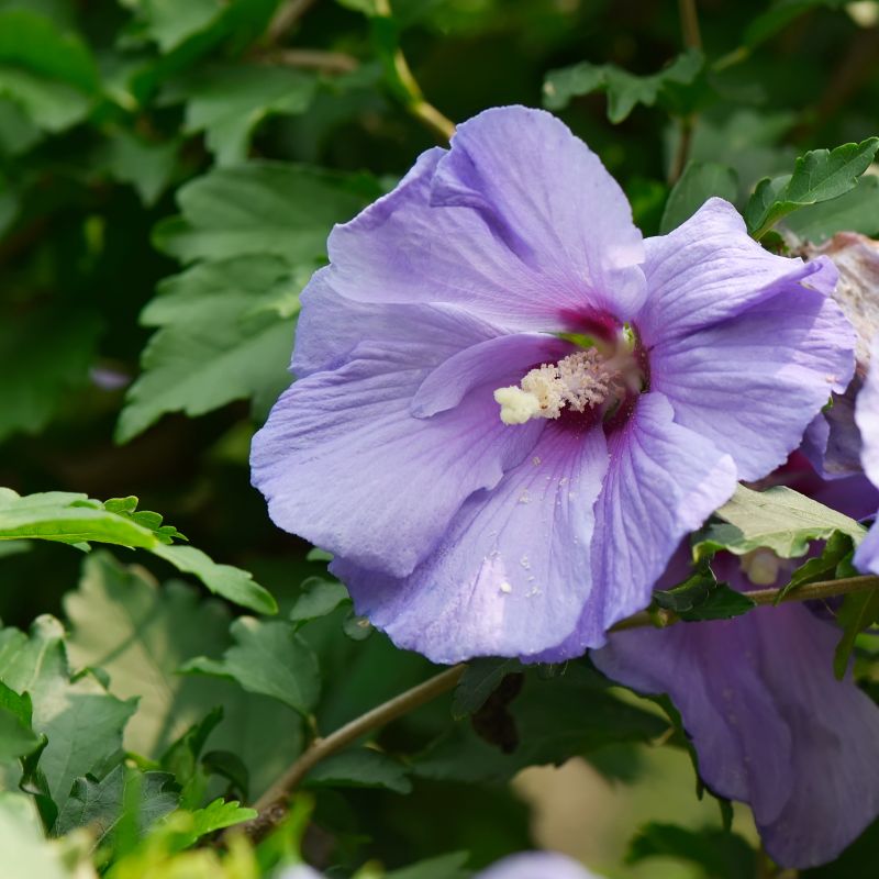 Azurri Blue Satin Rose of Sharon Tree Form image