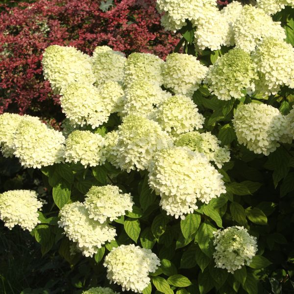 Little Lime Punch Hydrangea Hydrangea Paniculata Smnhph Buy Online 1244