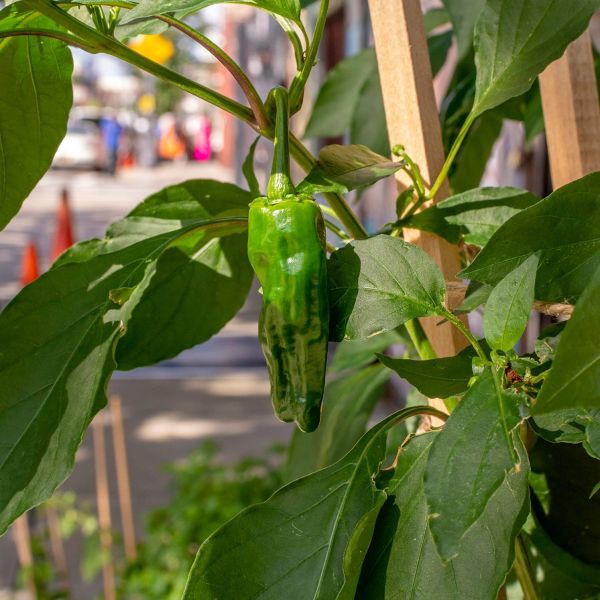 Chile Pepper Shishito image