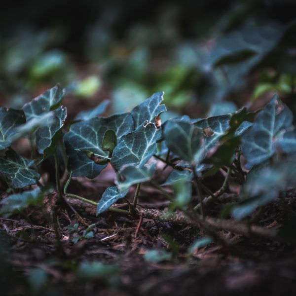 Thorndale English Ivy, Hedera helix 'Thorndale', Monrovia Plant