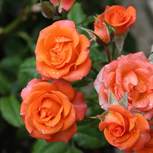 Salmon Sunblaze Rose (Rosa 'Meishulo') - Hardy, Disease-Resistant, and ...