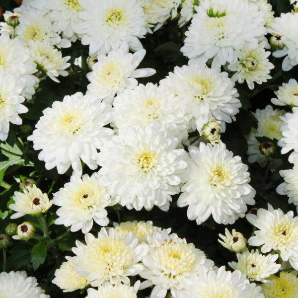 Marshmallow Shasta Daisy - Leucanthemum Superbum 'Marshmallow'