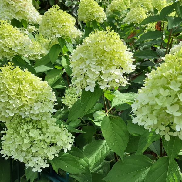 Moonrock Hydrangea