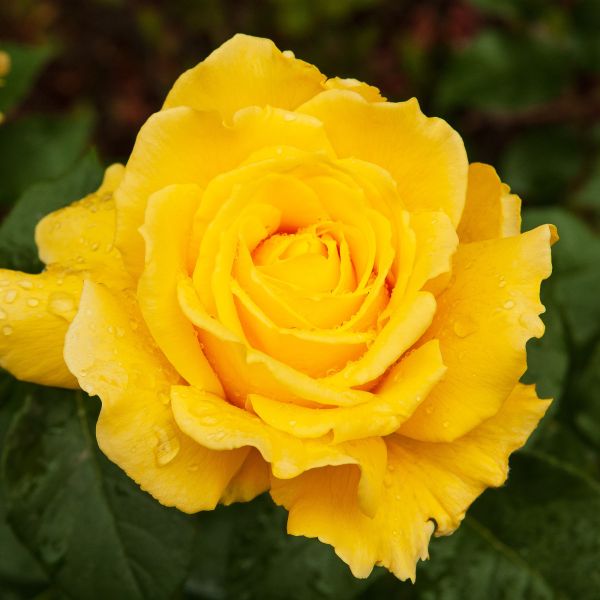 Doris Day Floribunda Rose: A Classic Beauty for Your Garden (Rosa ...