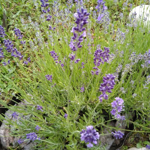 Avignon Early Blue Lavender - Lavandula angustifolia 'PAS1213797