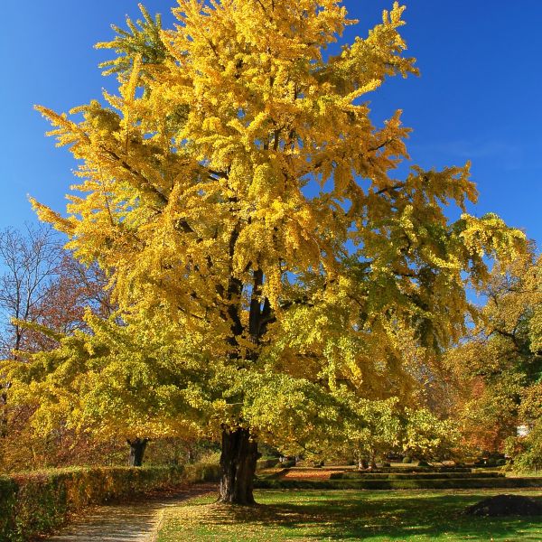 White Gingko Weeping Willow 120″ – Luminous Trees