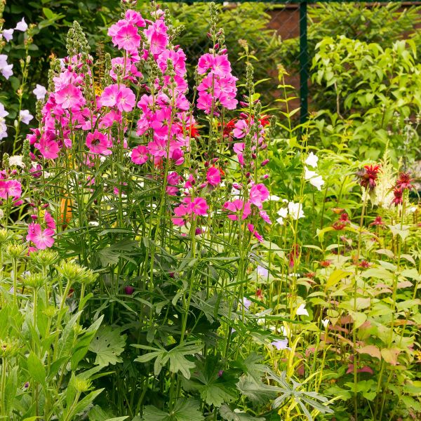 Candy Girl Prairie Mallow - Lespedeza 'Candy Girl'