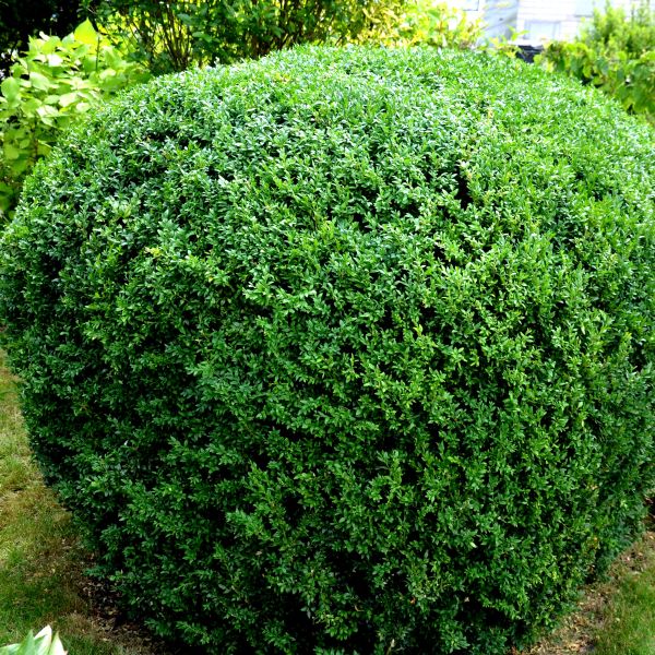 NewGen Independence Boxwood (Buxus 'SB108') - High-Quality Evergreen ...