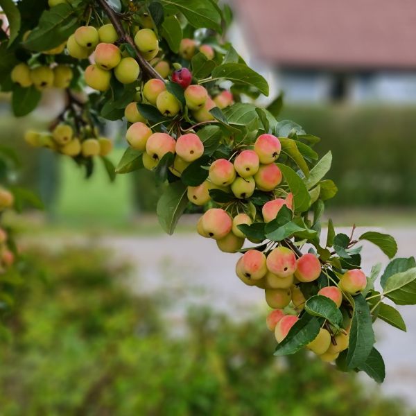 Stunning Scarlet Sentinel Columnar Apple Tree: Perfect for Small ...