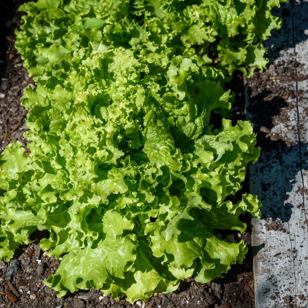 Lettuce Green Ice image