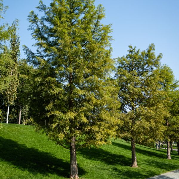 cyprus tree with shrubs