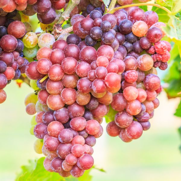 Basket & Bushel Green Seedless Grapes