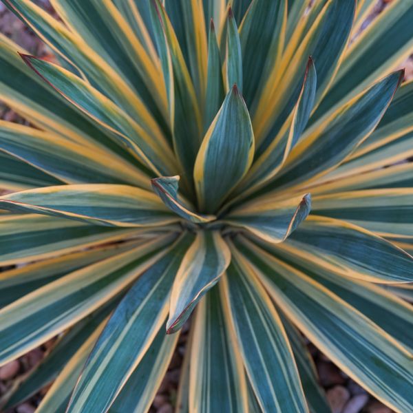 Color Guard Yucca image