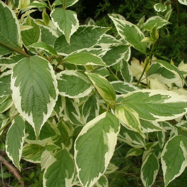 Honey Maid Holly (Ilex x meserveae 'Honey Maid') Hardy Evergreen Shrub