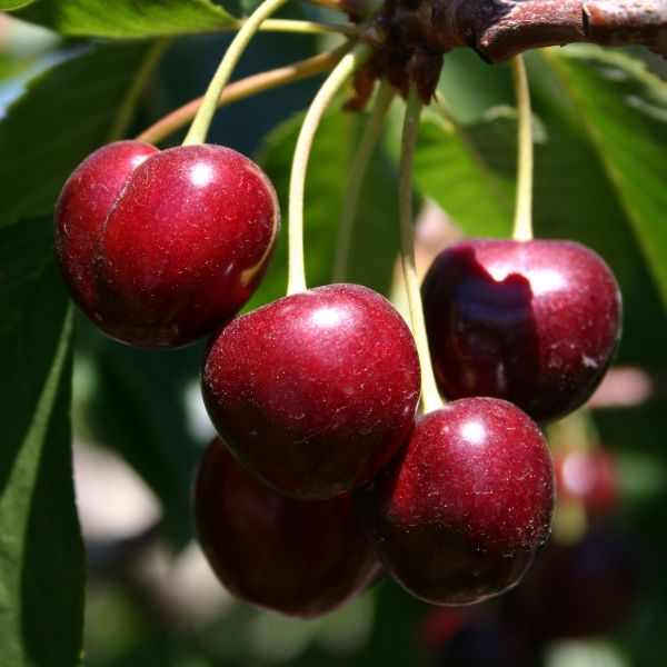 Bing Cherry Tree image