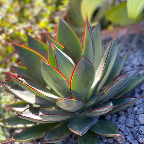 Blue Glow Agave image