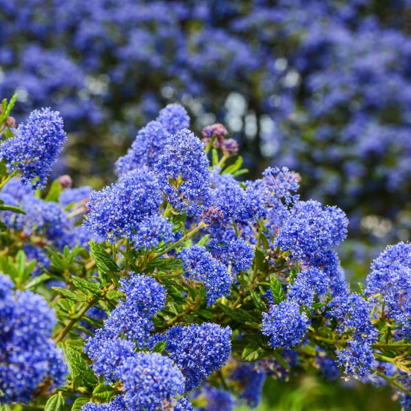 Ceanothus 'Blue Jeans', Holly Leaf Mountain Lilac