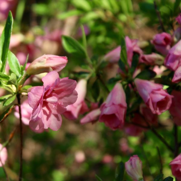 Rhododendron 'Rosebud