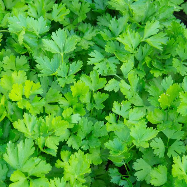 Parsley Italian image