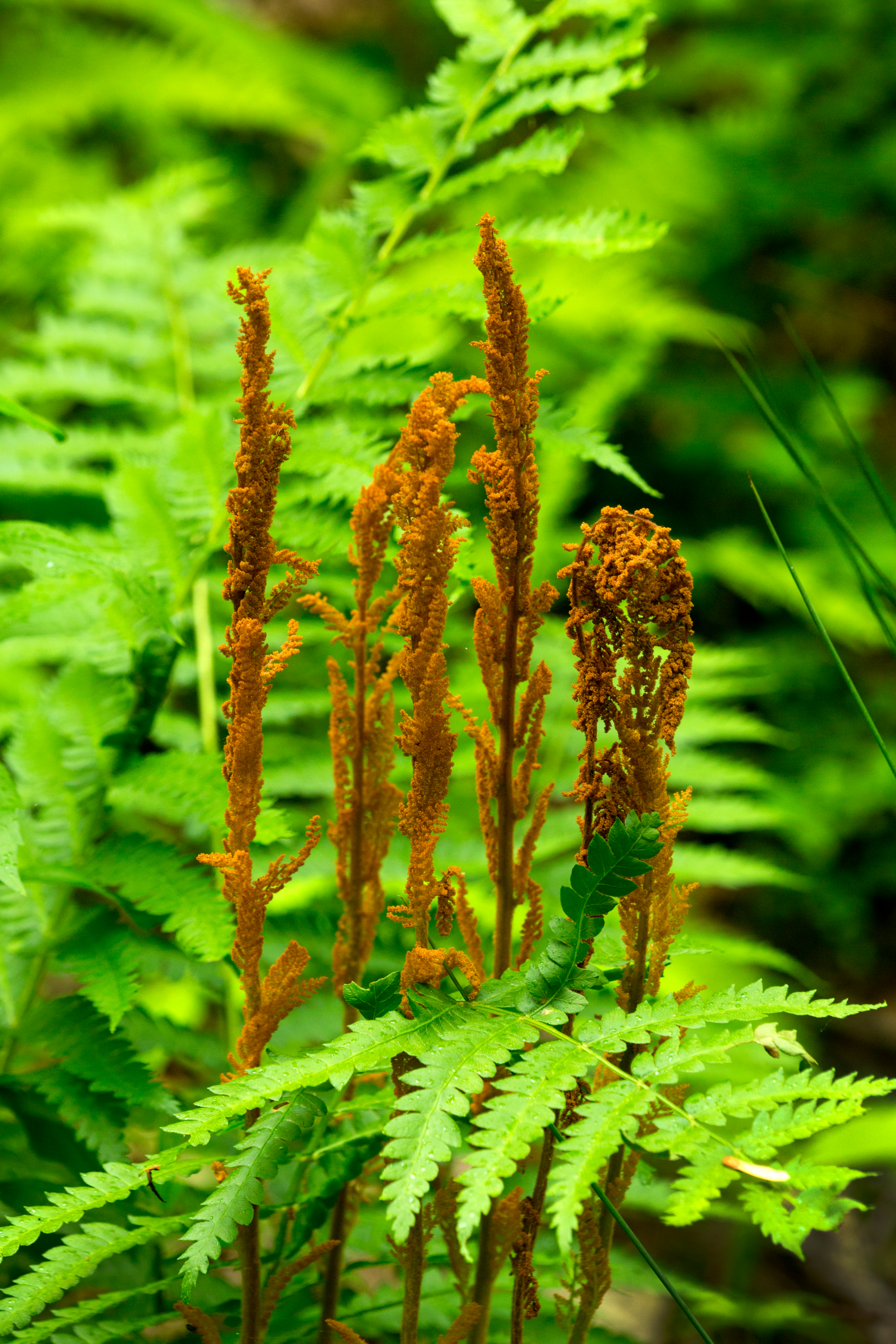 Cinnamon Fern image