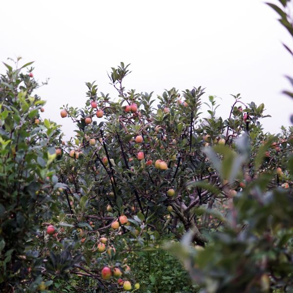 Dwarf Gala Apple Tree - One of the earliest to ripen! (2 years old and –  Online Orchards