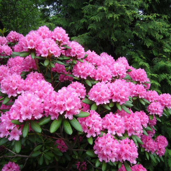 Rhododendron Haaga - Spectacular Blooms and Vibrant Foliage