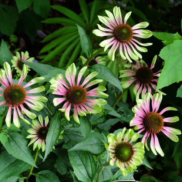 Green Twister Coneflower image