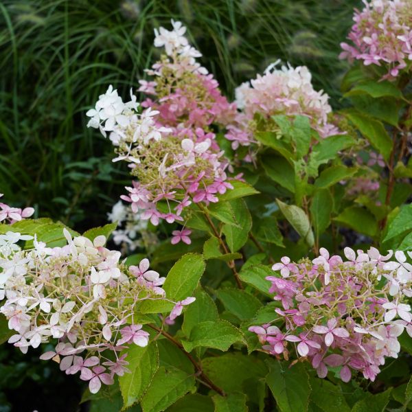 Jetstream Oakleaf Hydrangea image