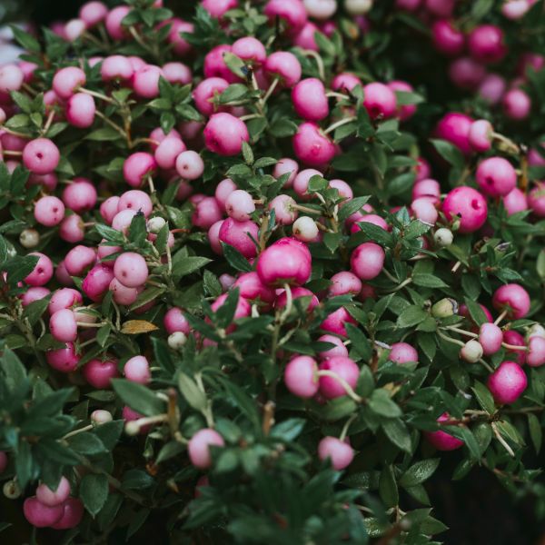 Bunches of Berries Border Raspberry Blueberry Strawberry Satin