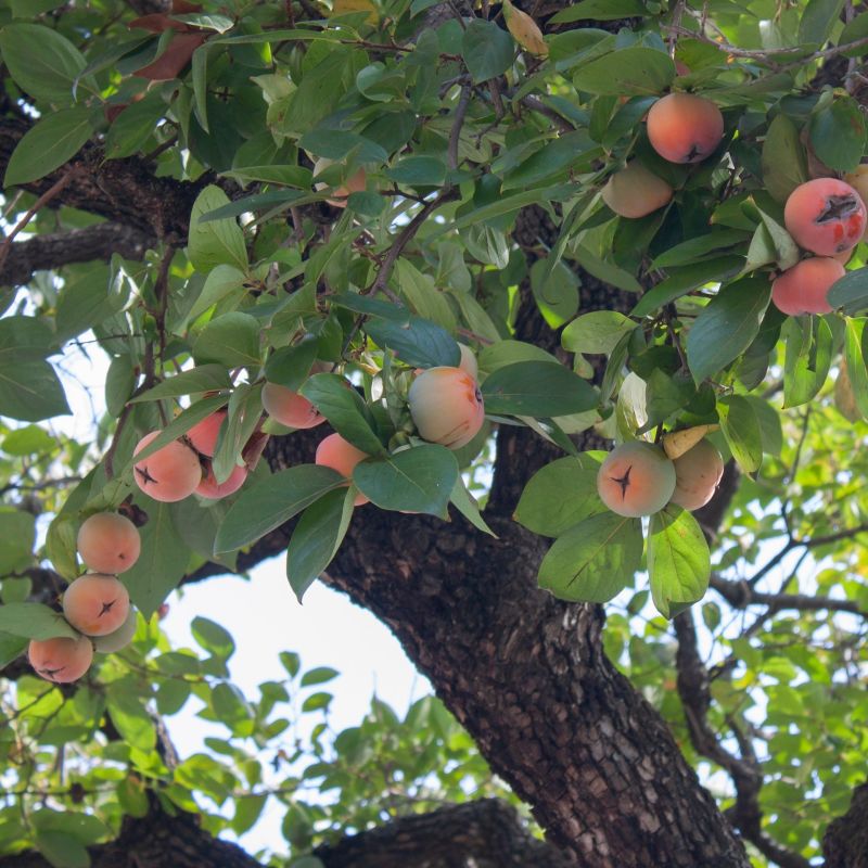 American Persimmon image