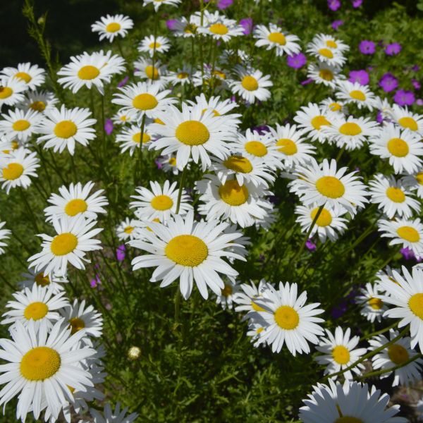 Leucanthemum Whoops A Daisy