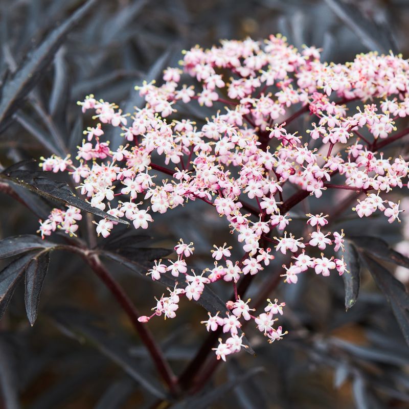 Laced Up Elderberry image