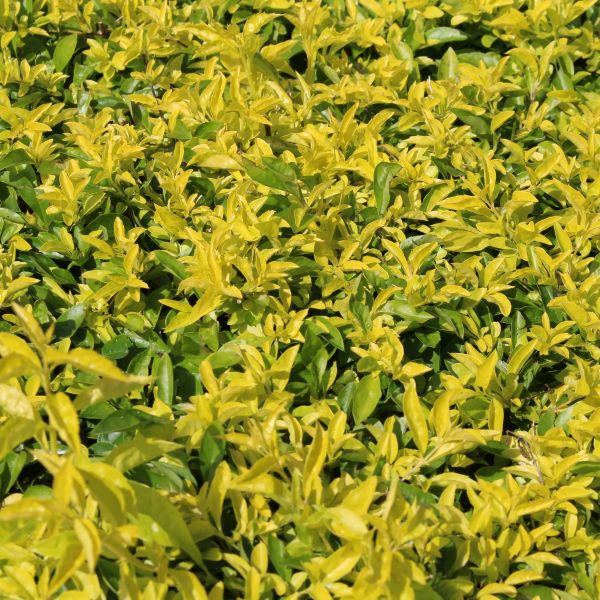 Buy Golden Vicary Privet (Ligustrum x vicaryi) Online