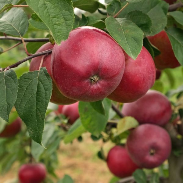 Red Delicious Apple Tree – Green Thumbs Garden