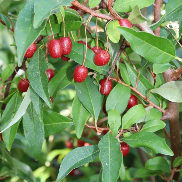 dwarf cherry tree in container