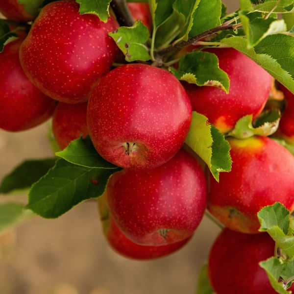 Online Orchards 3 ft. Red McIntosh Apple Tree with Scarlet Splashed Tart Fruit Great for Eating and Baking