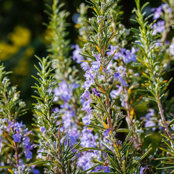 Rosemary image