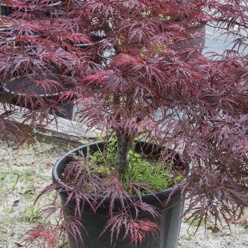 Red Dragon Japanese Maple image