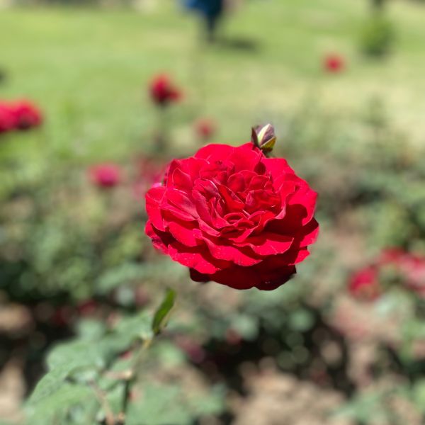 Kashmir Rose  Easy Elegance
