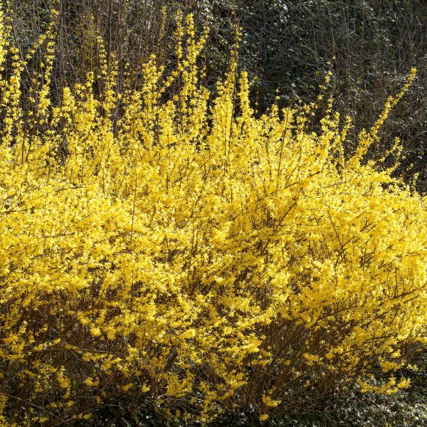 Dwarf Forsythia (Forsythia viridissima 'Bronxensis'): Compact and ...