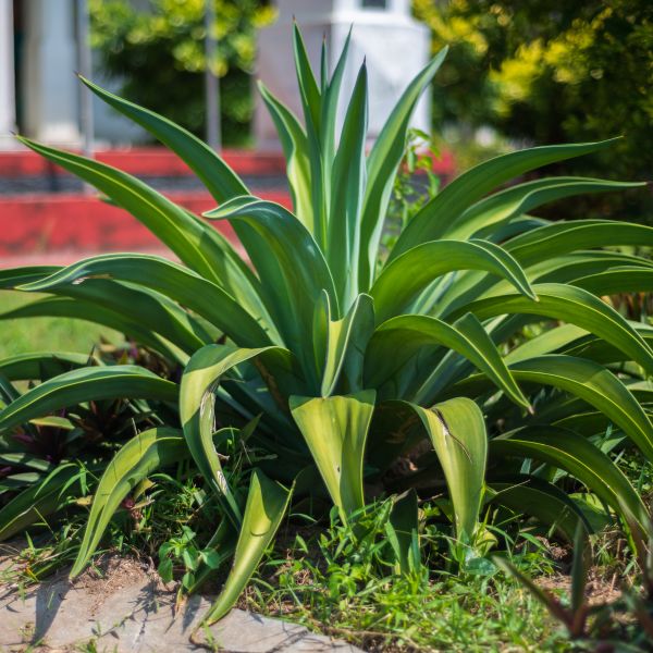 Octopus Agave image