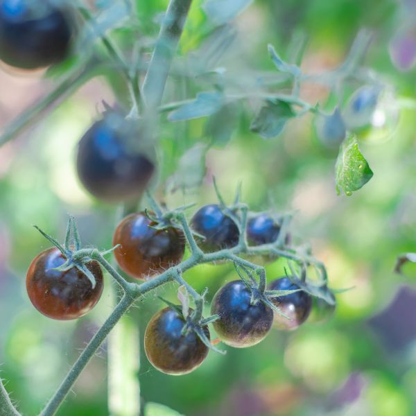 Tomato Midnight Snack image