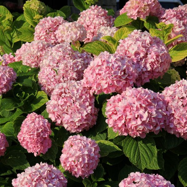 Invincibelle Spirit II Hydrangea - Hardy and Resilient Arbor Hydrangea ...