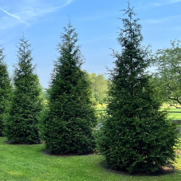 Arborvitae Green Giant image