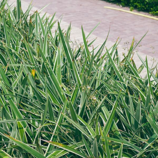 Little Rev Flax Lily - Dianella revoluta 'DR5000'