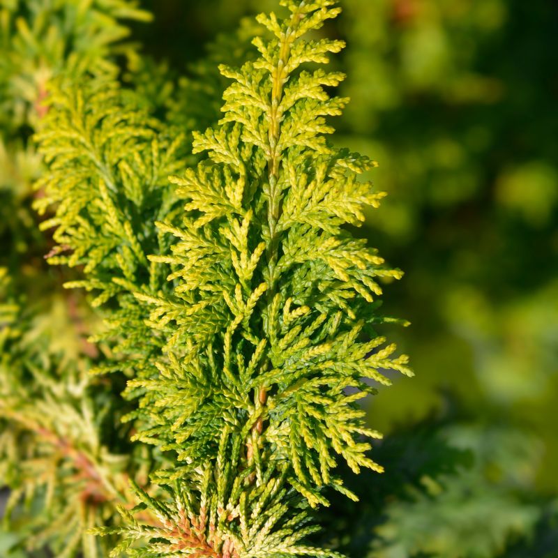 Fernspray False Cypress image