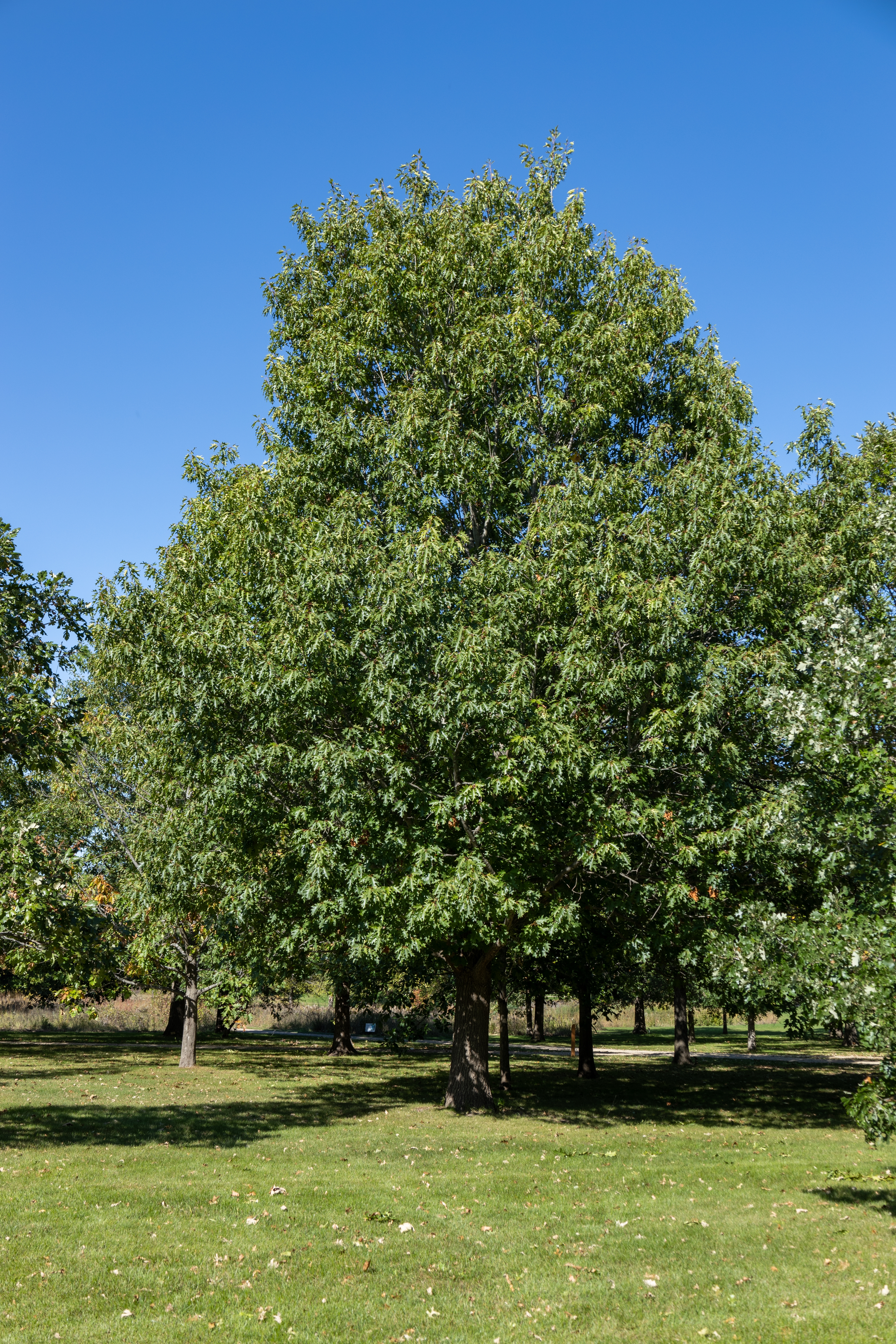 Northern Red Oak image