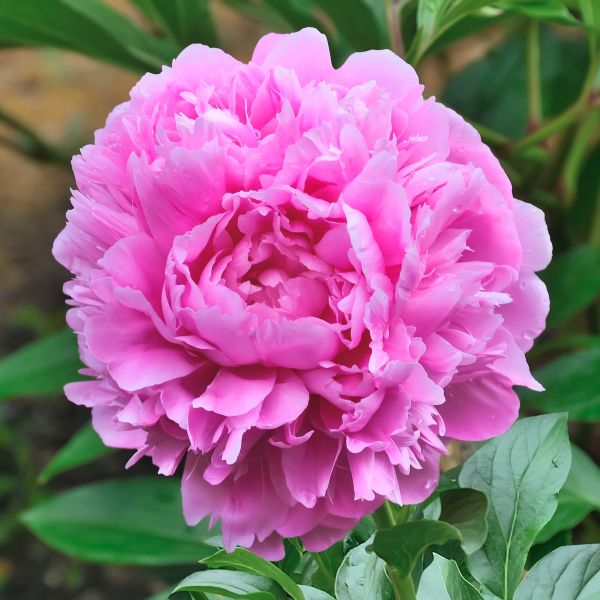 Sarah Bernhardt Peony image