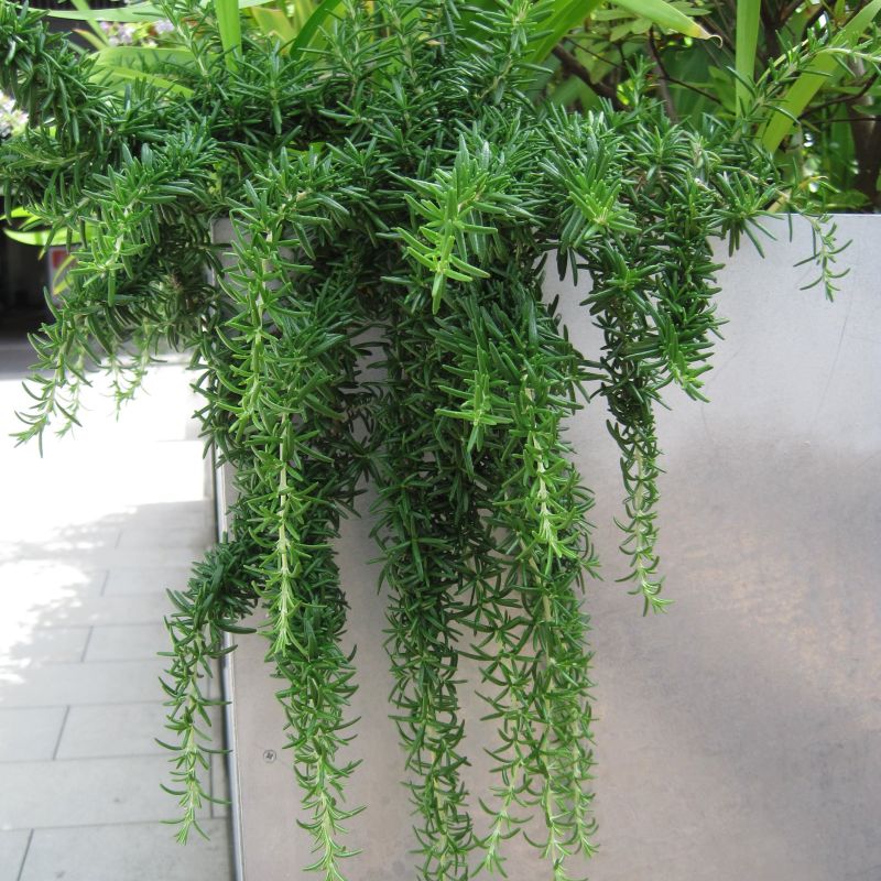 Creeping Rosemary Plant image